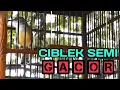 ciblek gacor cocok untuk di jadikan sebagai pancingan ciblek bakalan.