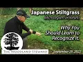 Japanese Stiltgrass Microstegium vimineum - Why You Should Learn to Recognize it