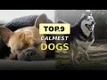 RANKING THE CALMEST DOG BREEDS BUT EVERYONE DISAGREES ABOUT IT