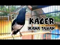 Download Lagu AWAS KACERMU IKUT GACOR NEMBAK DENGAR INI !! PANCINGAN KACER GACOR FULL ISIAN KACER MANA TAHAN..