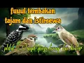 Download Lagu Fuuul tembakan istimewa 🔥 platuk Sampit gereja tarung dan kastem 