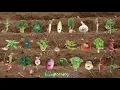The Vegetable Song - KidsLearningTube
