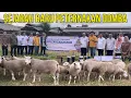 Download Lagu LAUNCHING PERDANA DOMBA TEXEL FULLBLOOD DI JATIM | SEJARAH BARU PETERNAKAN DOMBA