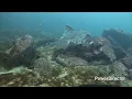 Diving McAbee beach in Monterey CA Big Skate encounter