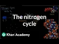 The nitrogen cycle Energy and matter in biological systems High school biology Khan Academy