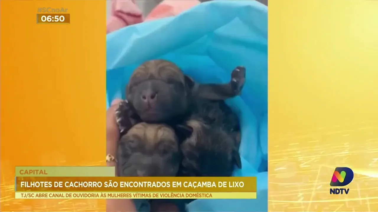 'Maldade do ser humano': filhotes de cachorros são encontrados no lixo em Florianópolis