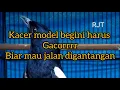 Download Lagu over emosi Kacer ini hanya ngeriwik saja.
