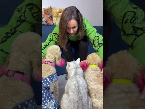 ЖИВОТНЫХ ХОТЯТ ВЫГНАТЬ? #топ #cat