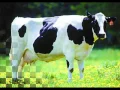 Download Lagu mi vaca lechera video de mono arcila adora la vaca lechera jajaja