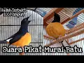 Download Lagu Suara Pikat Murai Batu || Sudah Terbukti 100% Sangat Ampuh