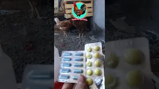 علاج النشلة او التنفسية ع الدجاج 