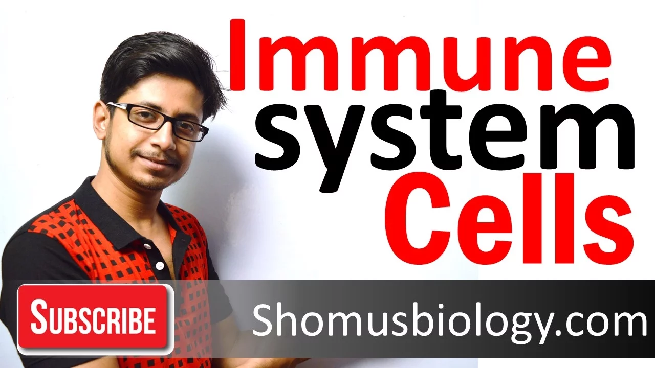 Cells of immune system