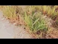 Terbaik itu kamu ost l apa kabar l Ifan seventeen l RCTI l lagunya enak buat teman apa aja 