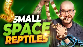 The 5 BEST Reptiles For Apartments Dorms and Small or Shared Living Spaces Part I