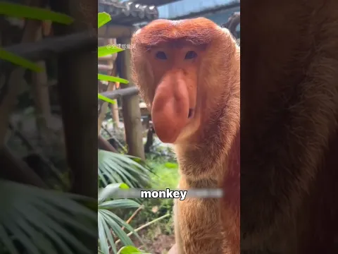 Proboscis Monkey π π΅ facts #shorts #facts #proboscismonkey
