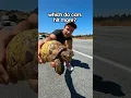 Download Lagu Turtles or Snakes- Which Do Cars Swerve to Hit More? Download Lagu Turtles or Snakes- Which Do Cars Swerve to Hit More?