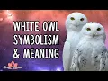 White Owl Symbolism And Meaning White Owl Spirit Animal