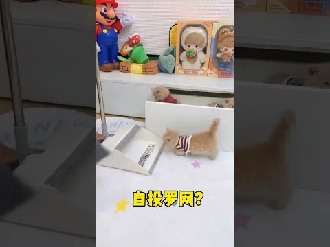 那就把小猫一起打扫了 #小奶猫 #铲屎官的乐趣 #万物可爱计划