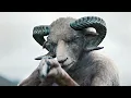 LAMB 2021 Explained Lamb Movie