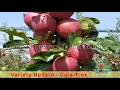 Download Lagu Variety Update - Trex Gala ( Big sized , better shaped and dark coloured gala variety)