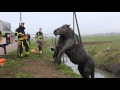 Download Lagu Uitgeput paard uit sloot getakeld bij Velddriel