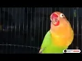 Download Lagu Lovebird Manapun Cepat MINOR Dengan Masteran Lovebird Konslet Minor Mangap Speed Santai Ini..