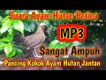 Download Lagu MP3 Suara Ayam Hutan Betina Sangat Ampuh Pancing Kokok Ayam Hutan Jantan