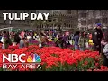 Huge crowds come out for San Francisco s Tulip Day