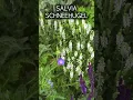 Lagu 4 Perennial Salvia Plants You Need! #gardeningforbeginners