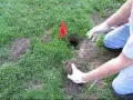 Gopher Trap Basic Gopher Trapping Techniques