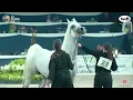Download Lagu N 29 FARID EL ASSUAD   AACHEN 2022   National Championship   Stallions 4+ Years Old Class 10 12