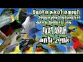 Download Lagu suara pikat ampuh semua jenis burung liar durasi spesial 1 jam || suara pikat ampuh burung kecil