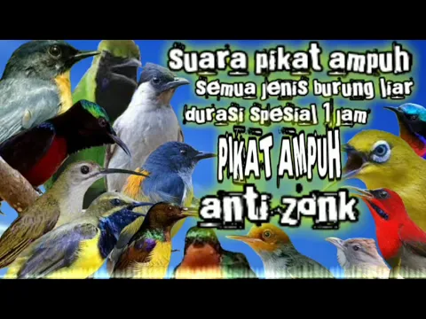 Download MP3 suara pikat ampuh semua jenis burung liar durasi spesial 1 jam || suara pikat ampuh burung kecil