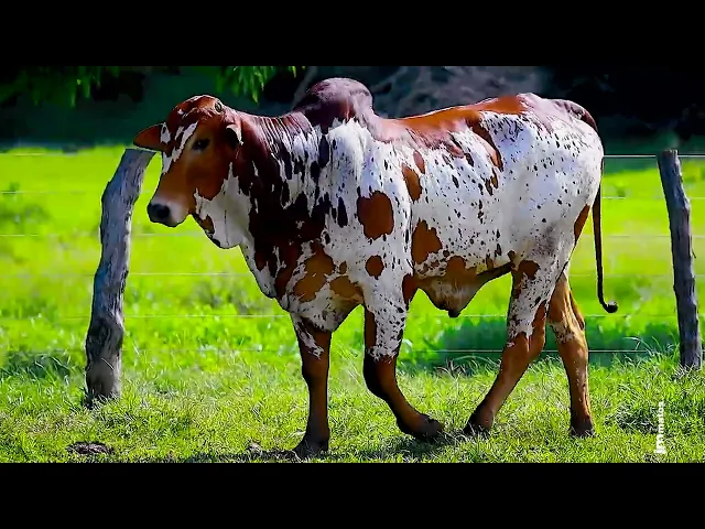 Touro Nelore FESN - 78