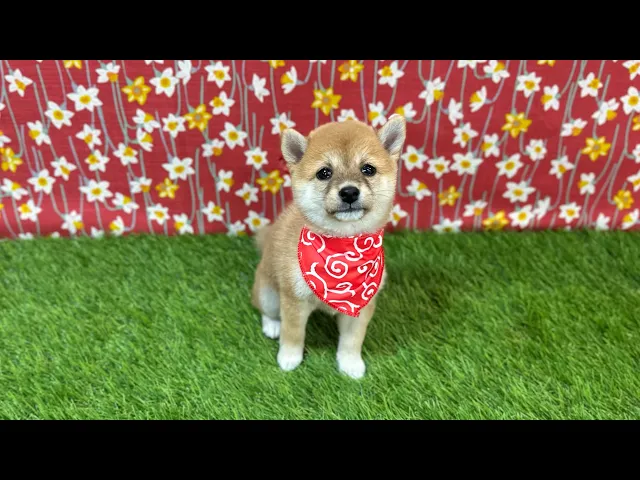 動画