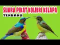 Download Lagu suara pikat kolibri kelapa ribut, tembakan korlap ampuh buat pancingan