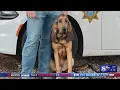 New bloodhound for Loudon County Sheriff s Office