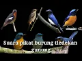 Download Lagu Suara pikat burung tledekan gunung