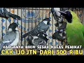 Download Lagu JADI GAK TEGA LIAT NYA !! CAK IJO JTN 300 RIBU GLATIK OMBYOKAN 30 RIBUAN DI PASAR BURUNG PRAMUKA