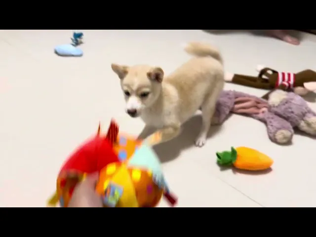 動画