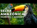 Download Lagu LA GRANDIOSA AMAZONIA | Un Viaje Extraordinario - Documental Completo