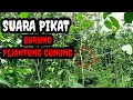 Download Lagu Suara Untuk Memikat Burung Pijantung Gunung (Ampuh)