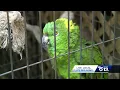Unusual Alabama pet store closing