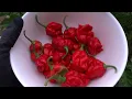2017 Super Hot Peppers Growing Season - Ep. 10 - Small Harvest