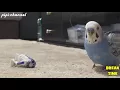 Download Lagu Funny Birds Imitating Electronic Sounds - Parrots Mimic Alarm, Ringtone and More Compilation 2017
