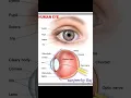 Download Lagu human eye 👀 \u0026 parts name 👁️👁️👁️👁️👁️