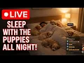 Fall Alseep To This Sleep Aid Ruby Puppies Snoozing Deep Sleep Music