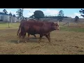 BJF Limousin Invitational Sale Lot 32 BJF Impact Dwane Homo Polled by DNA DOB 2017