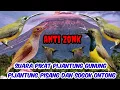 Download Lagu suara pikat burung pijantung gunung pijantung pisang dan sogok ontong paling di cari anti zonk a14