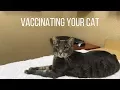 Vaccinating Your Cat